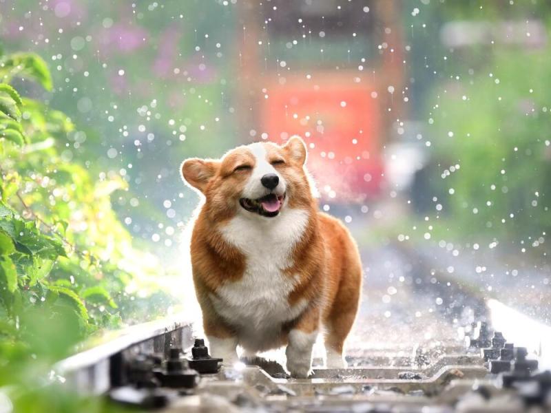 corgi